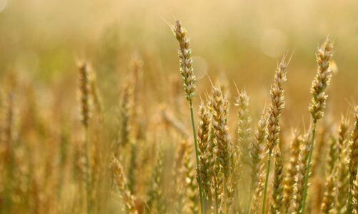 Jestliže pšeničné zrno nepadne do země a neodumře, zůstane samo